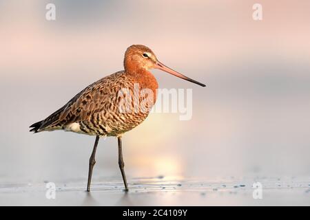 Mit seinem langen Schnabel, den weißkarierten Flügeln und dem Namensvetter-Schwanz ist der Schwarzschwanz-Gottwitz ein unverwechselbarer und eleganter Vogel. Der gott mit brütet aus Island Stockfoto