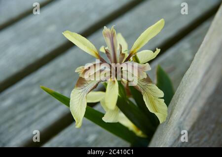 Iris foetidissima var. Citrina, auch bekannt als Roast Beef Pflanze oder stinkende Iris, wegen seines Geruchs. GB, GB Stockfoto
