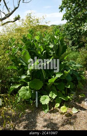 Meerrettich Pflanze. Armoracia Rusticana wild wächst Stockfotografie