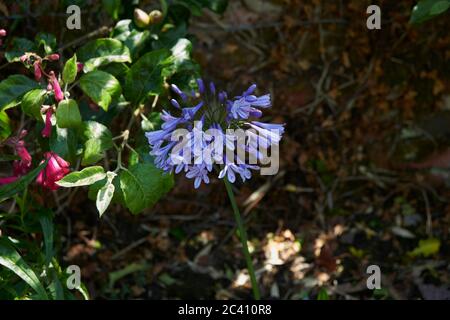 Agapanthus praecox, Nillilie, Afrikanische Lilie Stockfoto