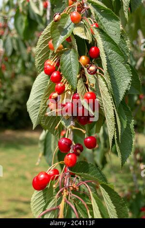 Eine Nahaufnahme von roten Berrys, die auf den Brachen dieses Baumes gereift sind Stockfoto