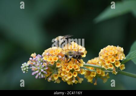 Bienen auf gelbem Schmetterlingsbusch Stockfoto