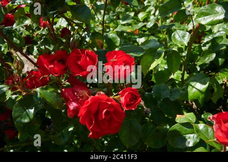 Rosa „La Svetlana“ duftender Hybrid-Tee rosa in voller Blüte während der Sommermonate, East Yorkshire, England, Großbritannien, GB. Stockfoto