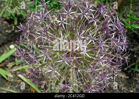 Ein lila Allium Blütenkopf im späten Frühjahr / Frühsommer. Auch bekannt als kultivierte Zwiebel/Knoblauch, produziert es eine große Zierblüte. Stockfoto