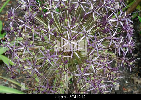 Ein lila Allium Blütenkopf im späten Frühjahr / Frühsommer. Auch bekannt als kultivierte Zwiebel/Knoblauch, produziert es eine große Zierblüte. Stockfoto