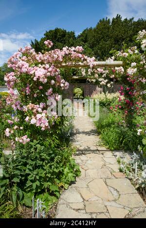 Rosenbogen oder Pergola Blüte in ummauerten Garten während der Sommermonate, Großbritannien. GB Stockfoto