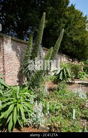 Giant Viper's bugloss, Tree Echium, Pine echium, Echium pininana. East Yorkshire, England, Großbritannien, GB. Stockfoto