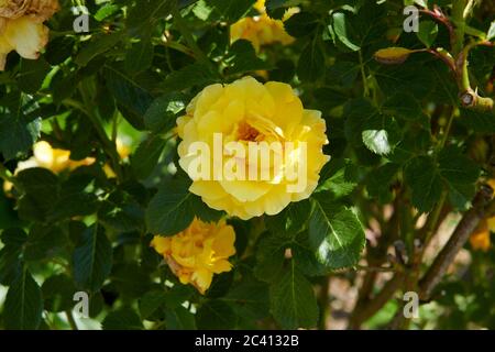 Rose (Rosa lichtkonigin) 'lucia' Stockfoto