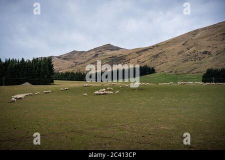 Eine Schafherde auf einem Bauernhof in South Island, Neuseeland Stockfoto