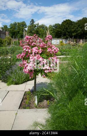Standard Rose Ballerina, Sommer. East Yorkshire, Großbritannien, GB. Stockfoto