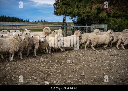 Eine Schafherde auf einem Bauernhof in South Island, Neuseeland Stockfoto