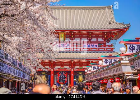 tokio, japan - april 04 2020: Menschenmenge, die unter den Kirschblütenbäumen der Nakamise-Einkaufsstraße zur riesigen Papierlaterne von Kobun führt Stockfoto