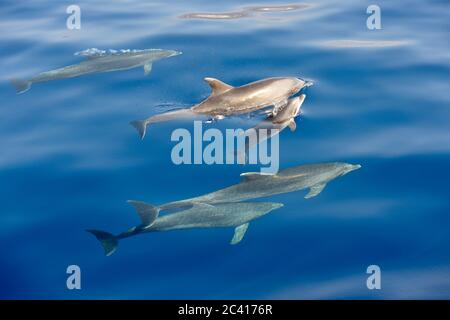 Nahaufnahme Gruppe von Delfinen, die in hellblauem Wasser schwimmen. Stockfoto