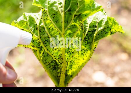 Frau Hand mit Spray auf Rhabarber Pflanze mit infiziert durch viele schwarze Blattläuse. Ohne Pestizide, mit Wasser, grüner Seife und Essig hergestellt. Stockfoto