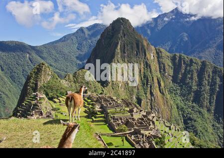 Lama vor dem historischen Heiligtum von Machu Picchu, Sonnentag, Cuzco, Sacred Valley, Peru Stockfoto