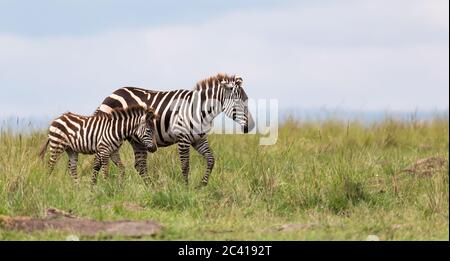 Die Zebrafamilie grast in der Savanne in unmittelbarer Nähe zu anderen Tieren Stockfoto