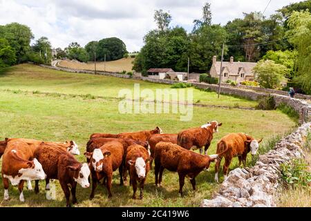 Braunes und weißes Vieh (Hereford?) Beweidung im Duntisbourne Valley im Cotswold Dorf Daglingworth, Gloucestershire UK Stockfoto