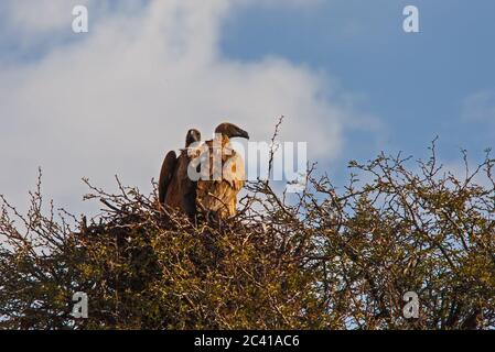 Zucht von Weißrückengeier Gyps africanus 4587 Stockfoto