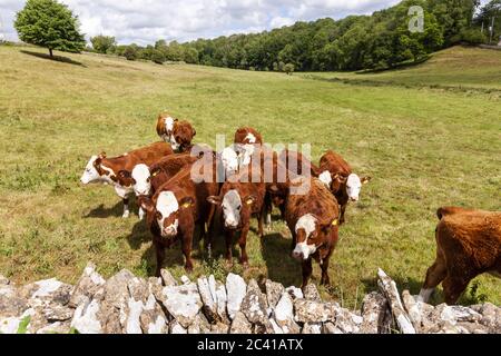 Braunes und weißes Vieh (Hereford?) Beweidung im Duntisbourne Valley im Cotswold Dorf Daglingworth, Gloucestershire UK Stockfoto