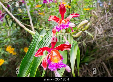 Orchideen aus dem historischen Heiligtum von Machu Picchu, Sonnentag, Cuzco, Sacred Valley, Peru Stockfoto