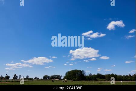 Blauer Himmel mit wenigen weißen Wolken über einer grünen Wiese mit grasenden Kühen und einzelnen Bäumen, Kopierraum Stockfoto