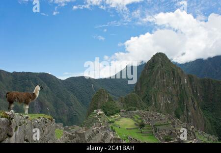 Lama vor dem historischen Heiligtum von Machu Picchu, Sonnentag, Cuzco, Sacred Valley, Peru Stockfoto