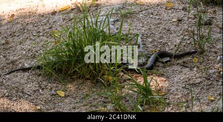 Versteckte Schlange, Würfelschlange, Natrix tessellata Stockfoto