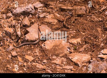 Versteckte Schlange, Würfelschlange, Natrix tessellata Stockfoto