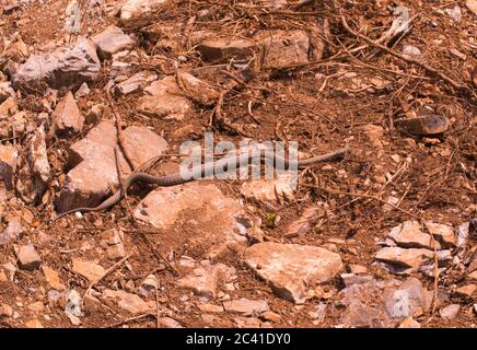 Versteckte Schlange, Würfelschlange, Natrix tessellata Stockfoto