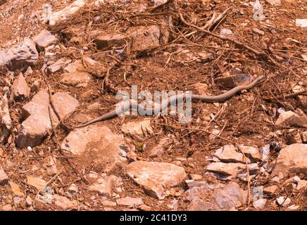 Versteckte Schlange, Würfelschlange, Natrix tessellata Stockfoto