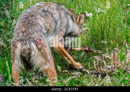 Grauer Wolf (Canis lupus), der aus dem Schlachtkörper der getöteten Schafe im Feld frisst Stockfoto