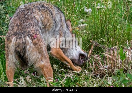 Grauer Wolf (Canis lupus), der aus dem Schlachtkörper der getöteten Schafe im Feld frisst Stockfoto