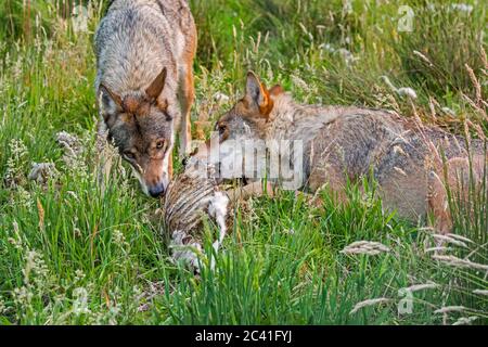 Zwei graue Wölfe (Canis lupus) essen von Schlachtkörper von getöteten Schafen auf dem Feld Stockfoto