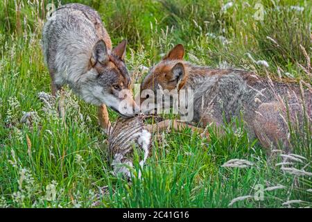 Zwei graue Wölfe (Canis lupus) essen von Schlachtkörper von getöteten Schafen auf dem Feld Stockfoto