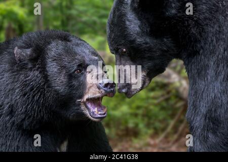 Nahaufnahme von zwei amerikanischen Schwarzbären (Ursus americanus), die im Wald kämpfen Stockfoto