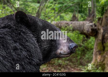 Nahaufnahme des amerikanischen Schwarzbären (Ursus americanus), der vor einem zerbrochenen Baum im Wald auf der Nahrungssuche ist Stockfoto