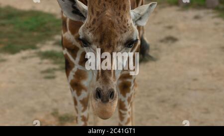 Nahaufnahme des Kopfes einer Giraffe vor dem Bild. Wissenschaftlicher Name: Giraffa camelopardalis Stockfoto