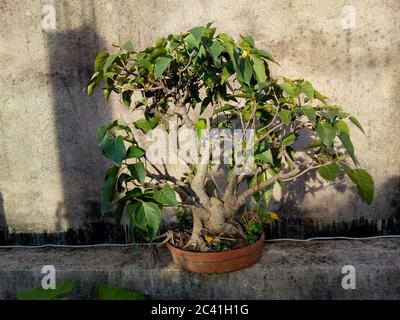 Bonsai ist eine ostasiatische Kunstform, die Anbaumethoden verwendet, um in Containern kleine Bäume zu produzieren, die die Form und den Maßstab von vollen en imitieren Stockfoto