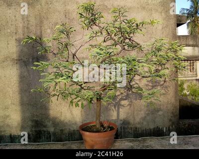 Bonsai ist eine ostasiatische Kunstform, die Anbaumethoden verwendet, um in Containern kleine Bäume zu produzieren, die die Form und den Maßstab von vollen en imitieren Stockfoto