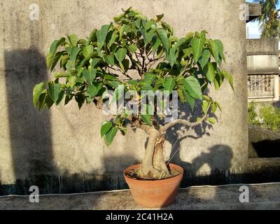 Bonsai ist eine ostasiatische Kunstform, die Anbaumethoden verwendet, um in Containern kleine Bäume zu produzieren, die die Form und den Maßstab von vollen en imitieren Stockfoto