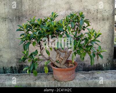 Bonsai ist eine ostasiatische Kunstform, die Anbaumethoden verwendet, um in Containern kleine Bäume zu produzieren, die die Form und den Maßstab von vollen en imitieren Stockfoto