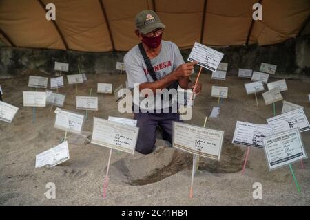 Badung, Bali, Indonesien. Juni 2020. Ein Freiwilliger überprüft das Geburtsdatum der Schildkröte bei der Erhaltung. 124 Kopf von Lekang Schildkröten/Olive Ridley Meeresschildkröte (Lepidochelys olivacea), die am Strand von Bali Kuta ins Meer entlassen wurden. Während des Covid-19-Ausbruchs am April - Juni 2020 sind insgesamt 5000 Köpfe freigesetzt. Kredit: Dicky Bisinglasi/ZUMA Wire/Alamy Live Nachrichten Stockfoto