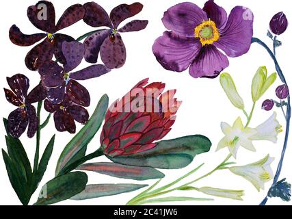 Blumenstrauß, Aquarell-Illustration. Tropische Blumen: Anemonen, protea und lilia Stockfoto