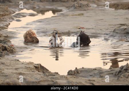 Drei Hausente im Dry River. Stockfoto