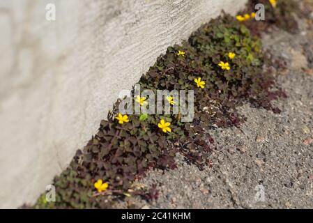 Gelbe Blüten grüner burgunderrote Klee, Textur von wachsenden Kleeblatt-Blüten aus strukturiertem Beton Asphalt. Stockfoto