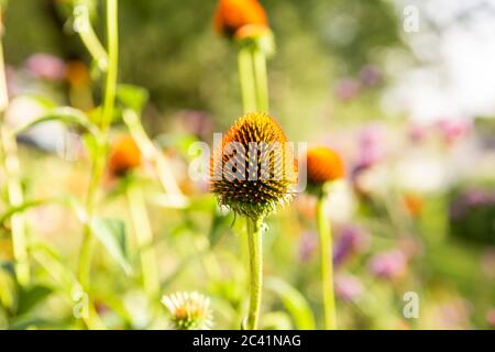 Echinacea purpurea blüht ohne Blütenblätter im Garten an hellen sonnigen Tag. Stockfoto