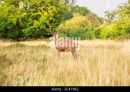 Allein Rotwild im Richmond Park, London. Stockfoto