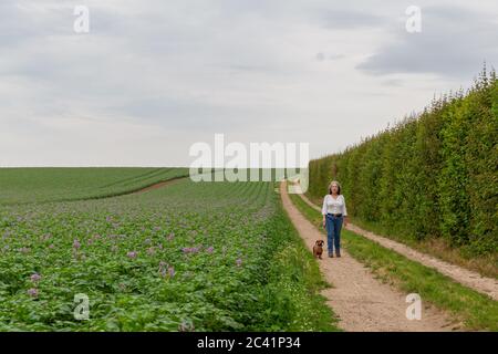 Reife mexikanische Frau mit ihrem Hund auf einer Feldstraße neben einem Kartoffelfarm Feld mit kleinen lila Blumen, bewölkten Tag mit einem wolkenbedeckten Himmel Stockfoto