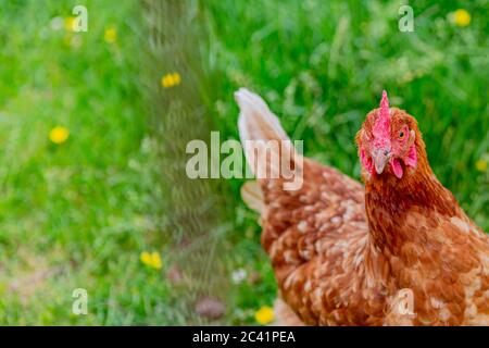 Nahaufnahme eines roten Rasierers Huhn mit einer rötlich-braunen Farbe auf einem Bio-Bauernhof mit grünem Gras auf einem verschwommenen Hintergrund