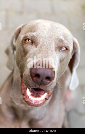 Weimaraner Porträt. Hound. Nahaufnahme eines Weimaraner, im Freien mit warmer Nachmittagssonne. Stockfoto